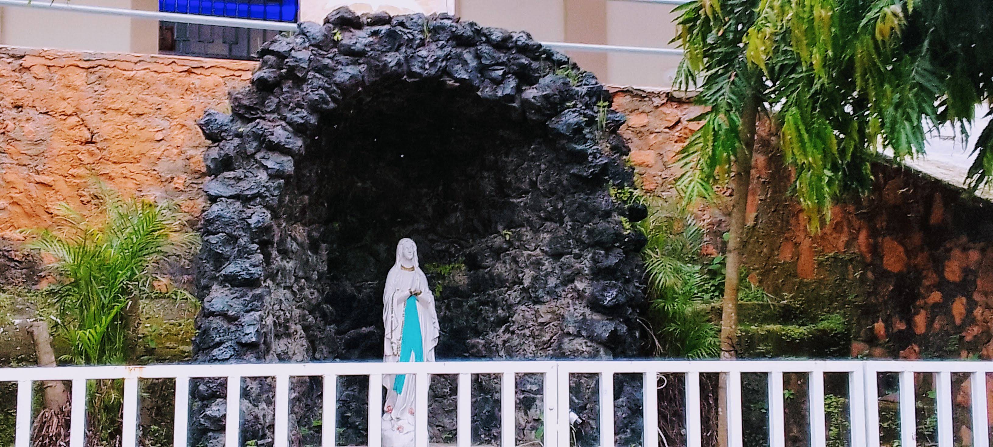 El zapote arbor histrico de nuestra bella ciudad